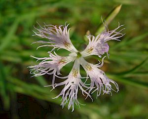 Feuchtwiesen-Prachtnelke © Alexander Mrkvicka Feuchtwiesen-Prachtnelke