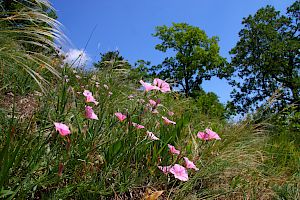 Kantabrische Winde und Federgras. © Irene Drozdowski Kantabrische Winde und Federgras