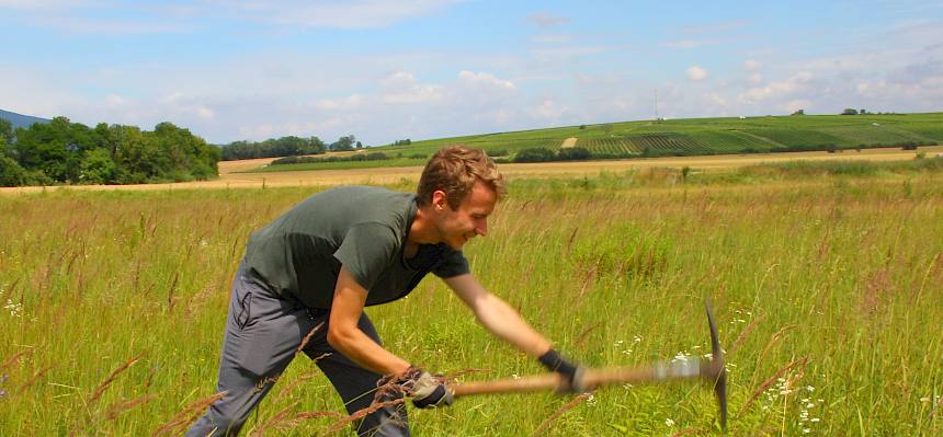 Unser Praktikant Felix beim Aushacken eines Goldrutenhorstes