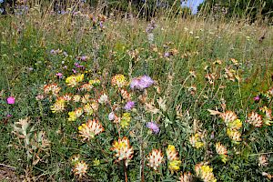 Bunt blühender Halbtrockenrasen am Hochberg © Irene Drozdowski Blühender Halbtrockenrasen