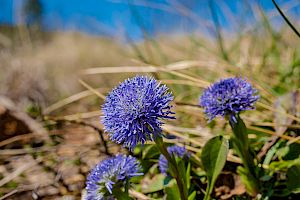 Hochstiel-Kugelblume (Globularia bisnagarica) ©Helmut Hudler, www.landschaftsfotos.at Hochstiel-Kugelblume (Globularia bisnagarica)