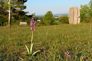Helm-Knabenkraut (Orchis militaris) © Alexander Mrkvicka Helm-Knabenkraut (Orchis militaris)
