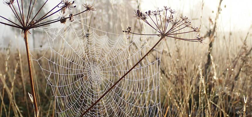 Spinnennetz im Morgentau.