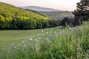 Blütenreiche Steppe - Österreich-Lein in voller Blüte. © Norbert Novak Blütenreiche Steppe - Österreich-Lein in voller Blüte.