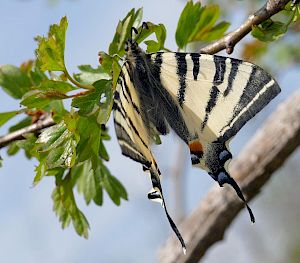 Dank der Pflegemaßnahmen wird sich die momentan vergraste Fläche über die nächsten Jahre in eine artenreiche und blühende Naturwiese verwandeln und einen neuen Lebensraum für Segelfalter und Co bieten! © Peter Stoeckl Segelfalter