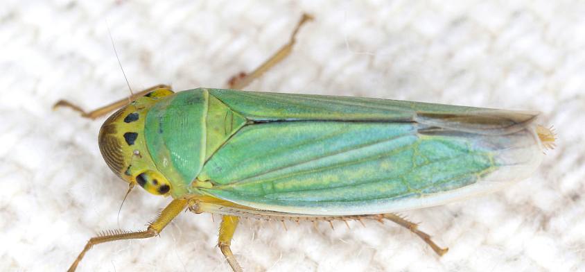 Binsenschmuckzikade (Cicadella viridis)