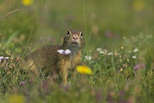 Ziesel © Hartmut Schäfer Ziesel