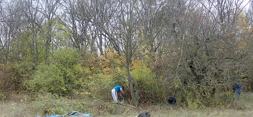 Ligustergebüsche werden zurückgedrängt.