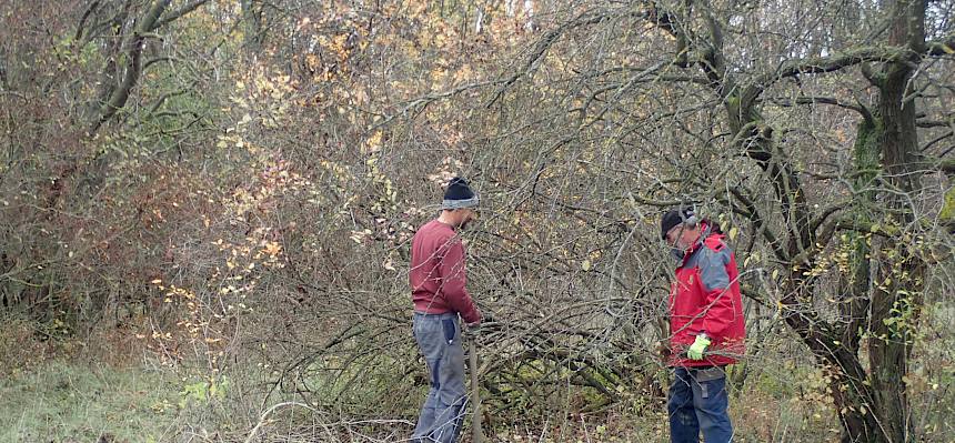 Schöne Weißdorn-Bäume werden freigestellt.