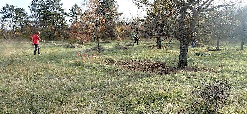 Eine Landschaft mit prächtigen Einzelbäumen.