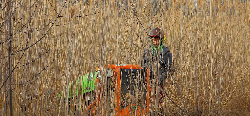 Ferngesteuerte Mulchraupe im Einsatz