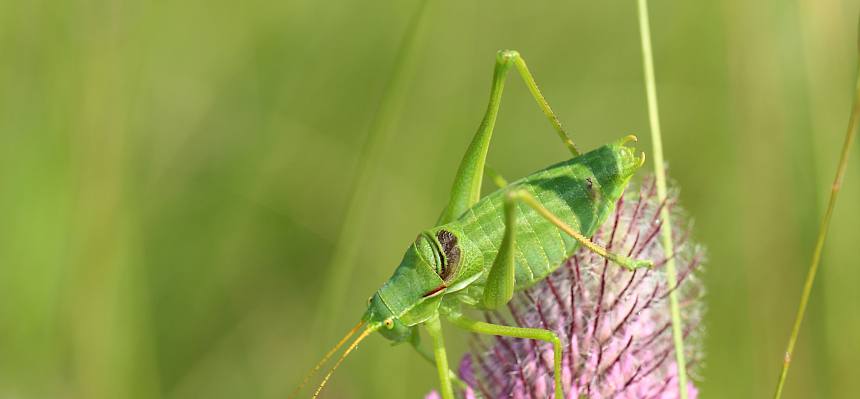 Breitstirnige Plumpschrecke