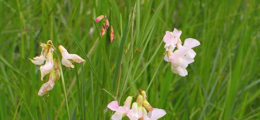 Kurzknollige Pannonische Platterbse