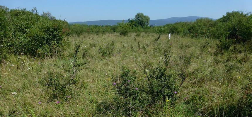 Die Schweizerwiese, stark verbuscht und verbracht.