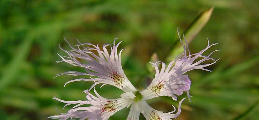 Feuchtwiesen-Prachtnelke