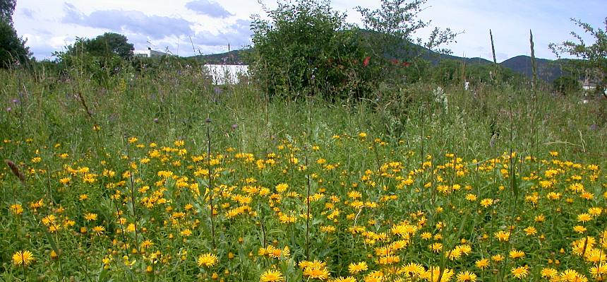 So soll die Schweizerwiese bald wieder erblühen.