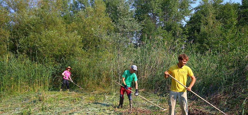 Das Mähgut wurde zusammengerecht.