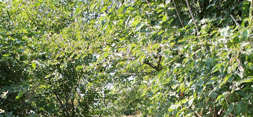 Das Schnittgut wurde zu einem Haufen aufgetürmt.