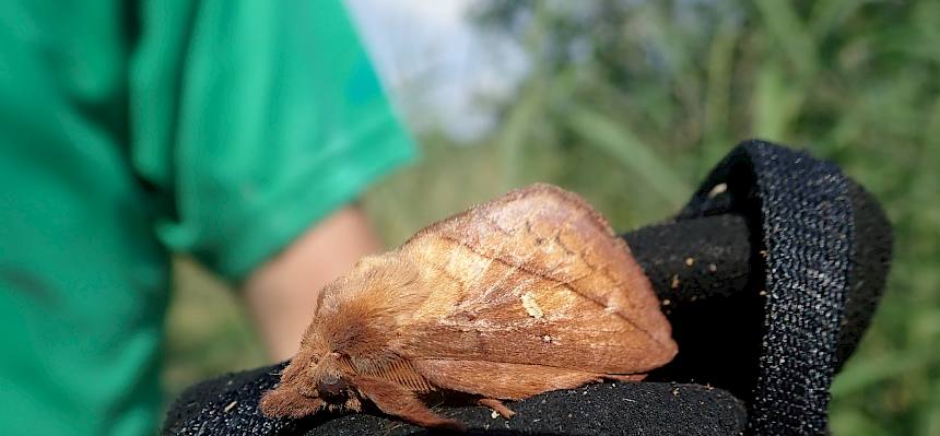 Gras-Glucke - eine Nachtfalter Rarität.