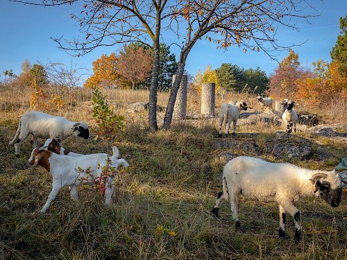 Beweidung des Trockenrasens durch Schafe und Ziegen