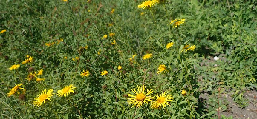 Zahlreich blühte auch der Weidenblatt-Alant.