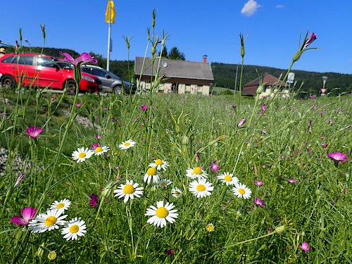 Blumenwiese