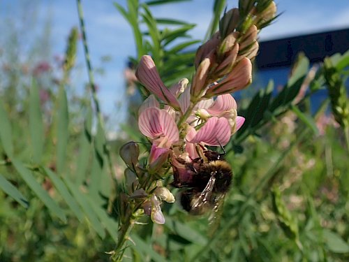 Wiesen-Esparsette Hummel