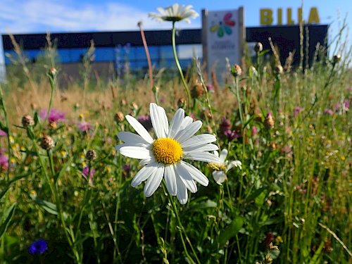 Blumenwiese Unternehmensfläche