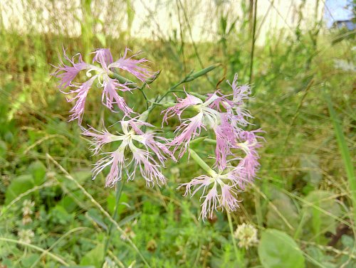 Feuchtwiesen-Prachtnelke