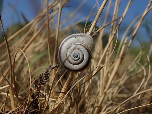 Östliche Heideschnecke