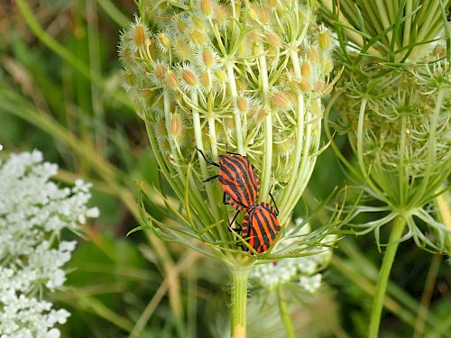 Wilde Möhre Streifenwanze
