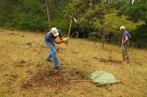 Aushacken von Gebüschen