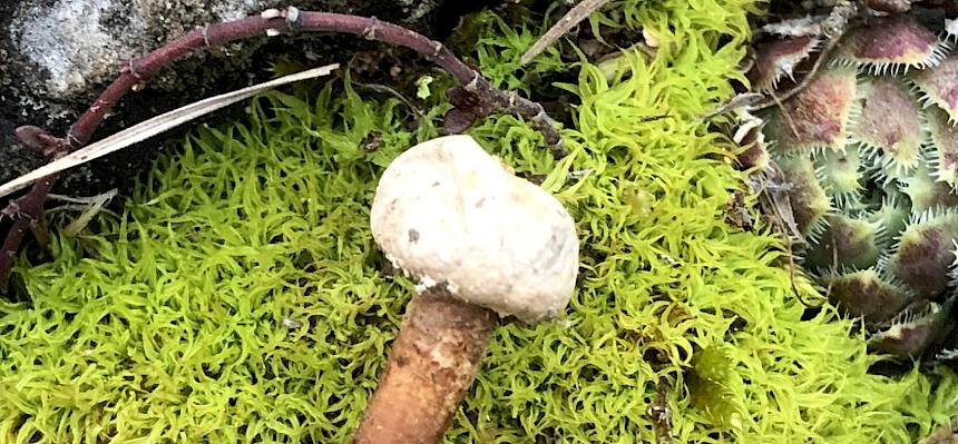 Stielbovist Tulostoma sp. - Pilz auf Moos im Trockenrasen