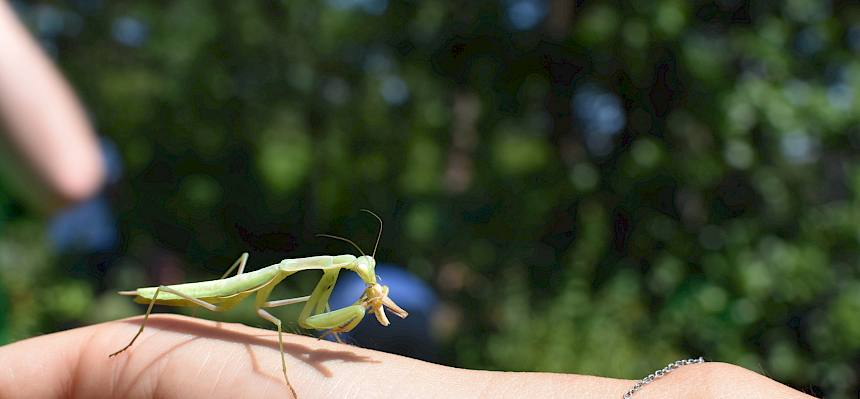 Gottesanbeterin mit Heuschrecken-Snack.