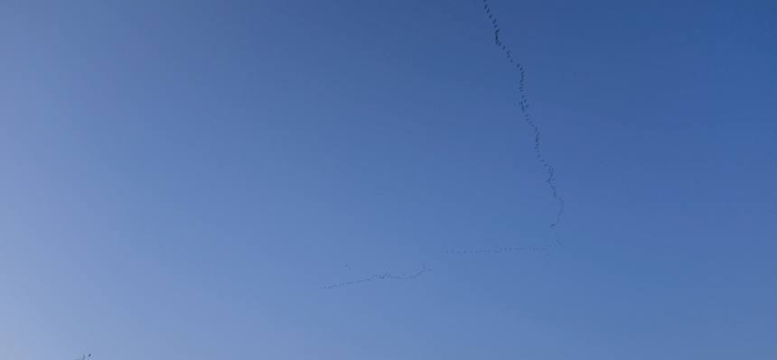 Kranich-Zug über dem Naturdenkmal Kuhschellenwiese.