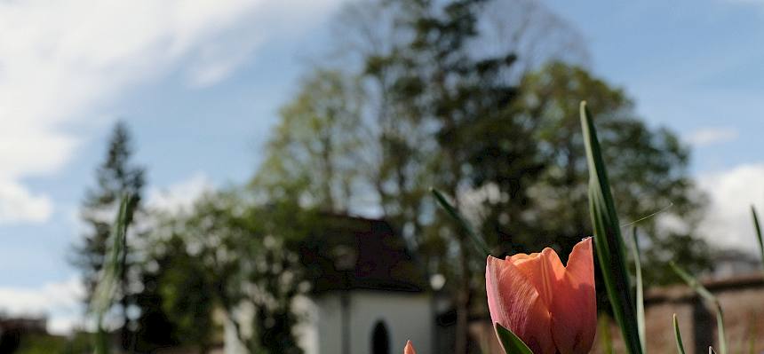 Tulpen im Klosterpark